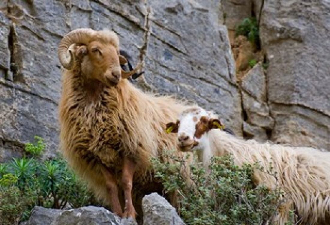 Greece Crete Lasithi Wild Sheep Kavousi Gorge Canvas Art - Scott T Smith DanitaDelimont (34 x 24)