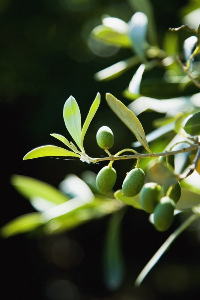 Greece Halkidiki Green olives ripening in sunshine Sithonia Canvas Art - Naki Kouyioumtzis Design Pics (24 x 36)