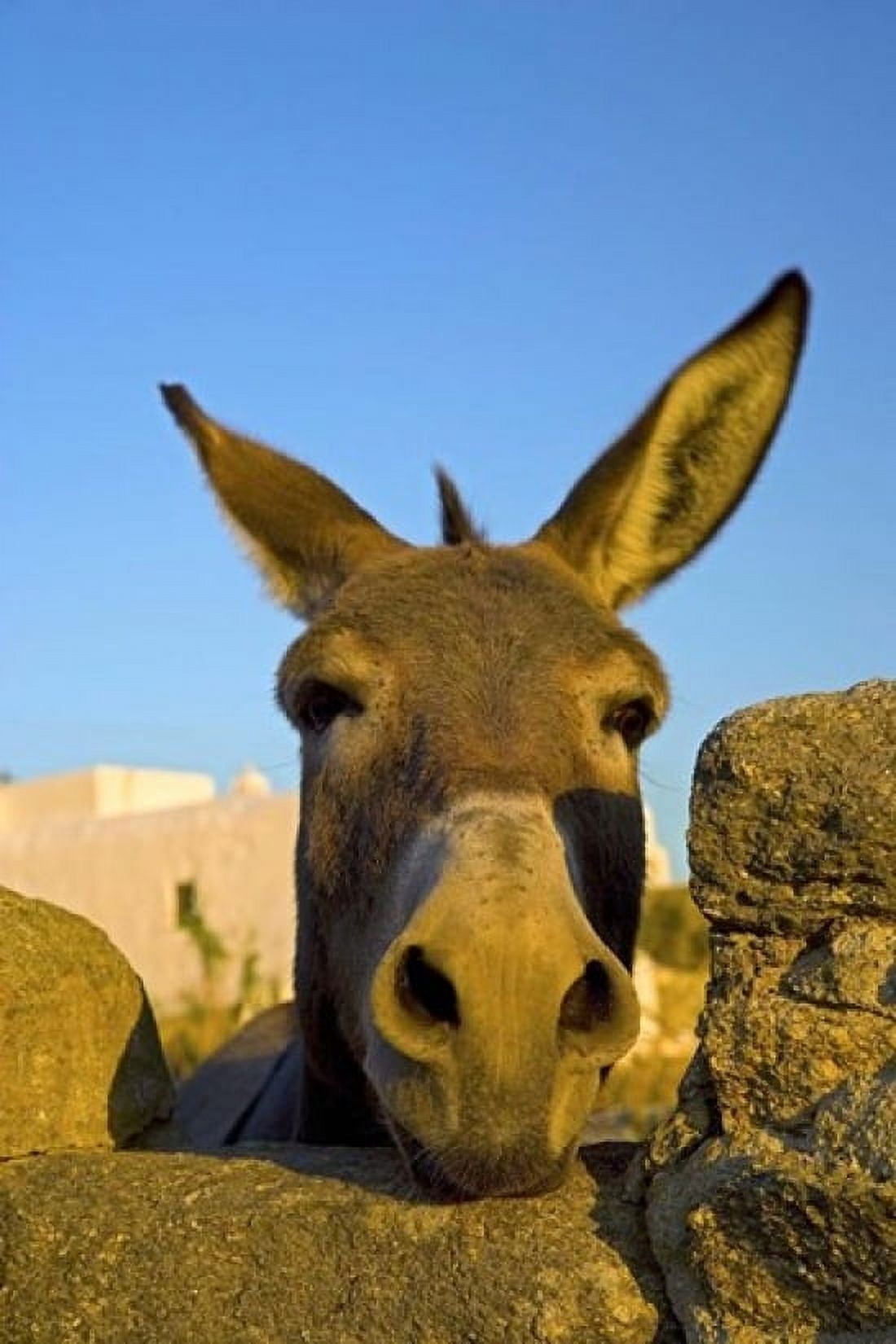Greece Mykonos Hora Donkey and Stone Fence Canvas Art - Darrell Gulin DanitaDelimont (12 x 17)