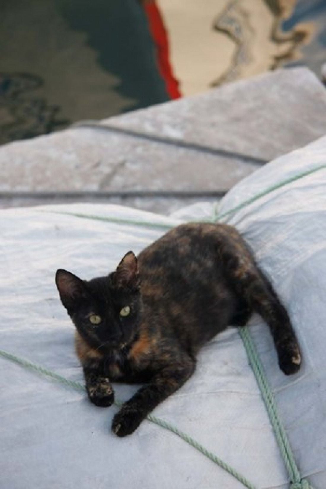 Greece Paros Naoussa Cat on Boat Sails Canvas Art - Jaynes Gallery DanitaDelimont (24 x 36)