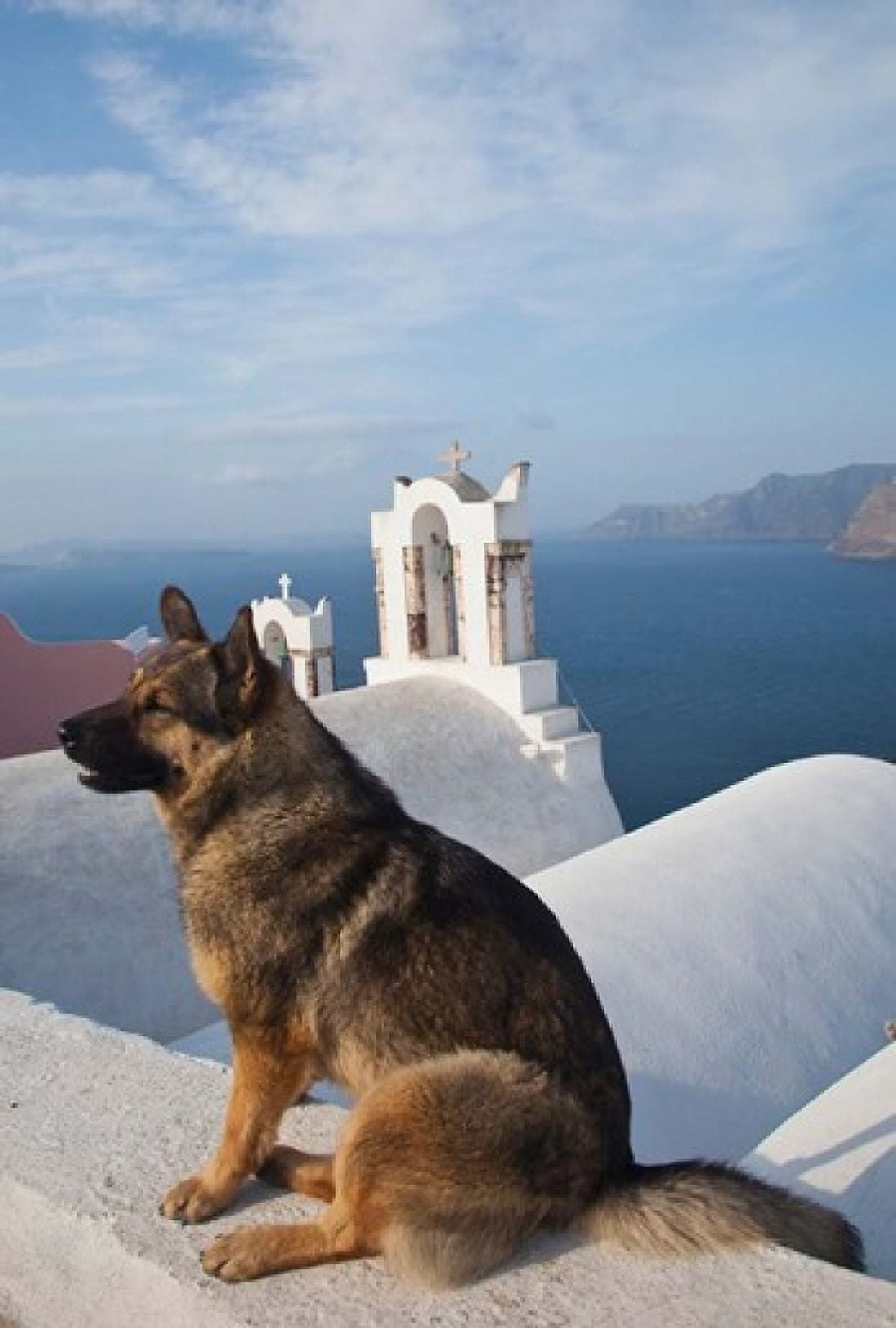 Greece Santorini Oia Dog Blue Domed Churches Canvas Art - Darrell Gulin DanitaDelimont (23 x 34)