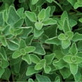 thumbnail image 1 of Greek Oregano Herb Seeds for Planting (500 Seeds) - Italian Spice, 1 of 2
