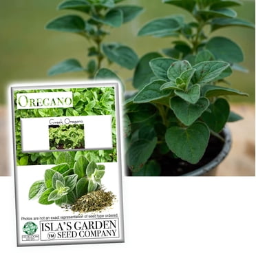 2000+ Organic Italian Oregano Seeds – Heirloom Non-GMO Grown In USA