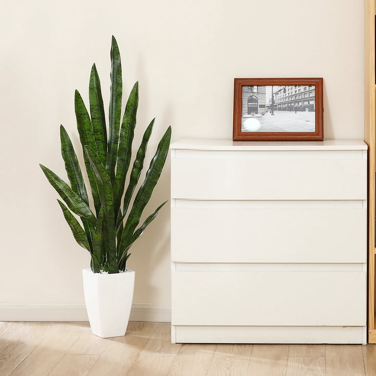 spider man plant Amydrium Spiderman