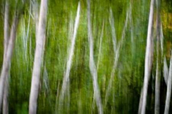 Green Abstract I Canvas Art - Beth Wold (12 x 18)