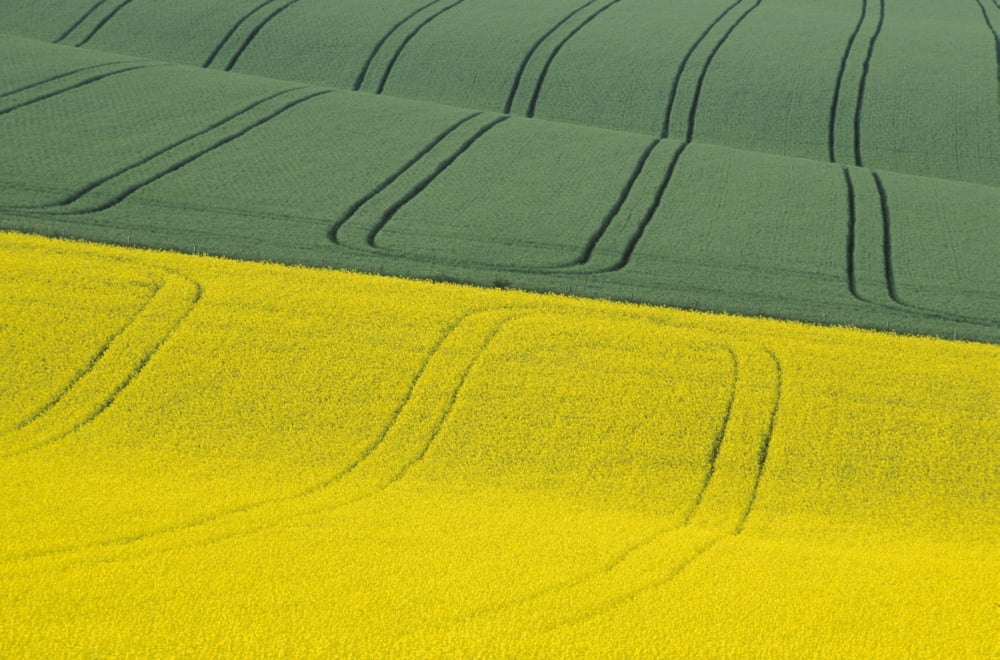 Green And Yellow Fields Canvas Art - Chris Coe Design Pics (38 x 24)