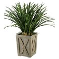 thumbnail image 1 of Green Areca Grass in Weathered Planter Box, 1 of 1