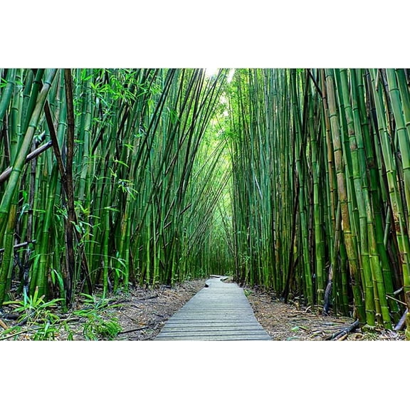 Green Bamboo Backdrop Bamboo Forest Nature Scenery Photography Background Birthday Wedding Party Banner Living Room Sofa Wall Decorations Photo Booth Props