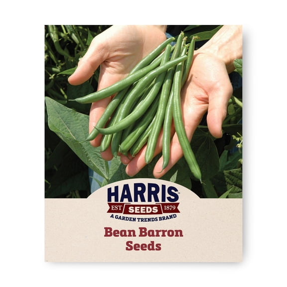 Harris Seeds Bean Barron Variety, Non-GMO, Dark Green Pod Bean, 1,000 Count