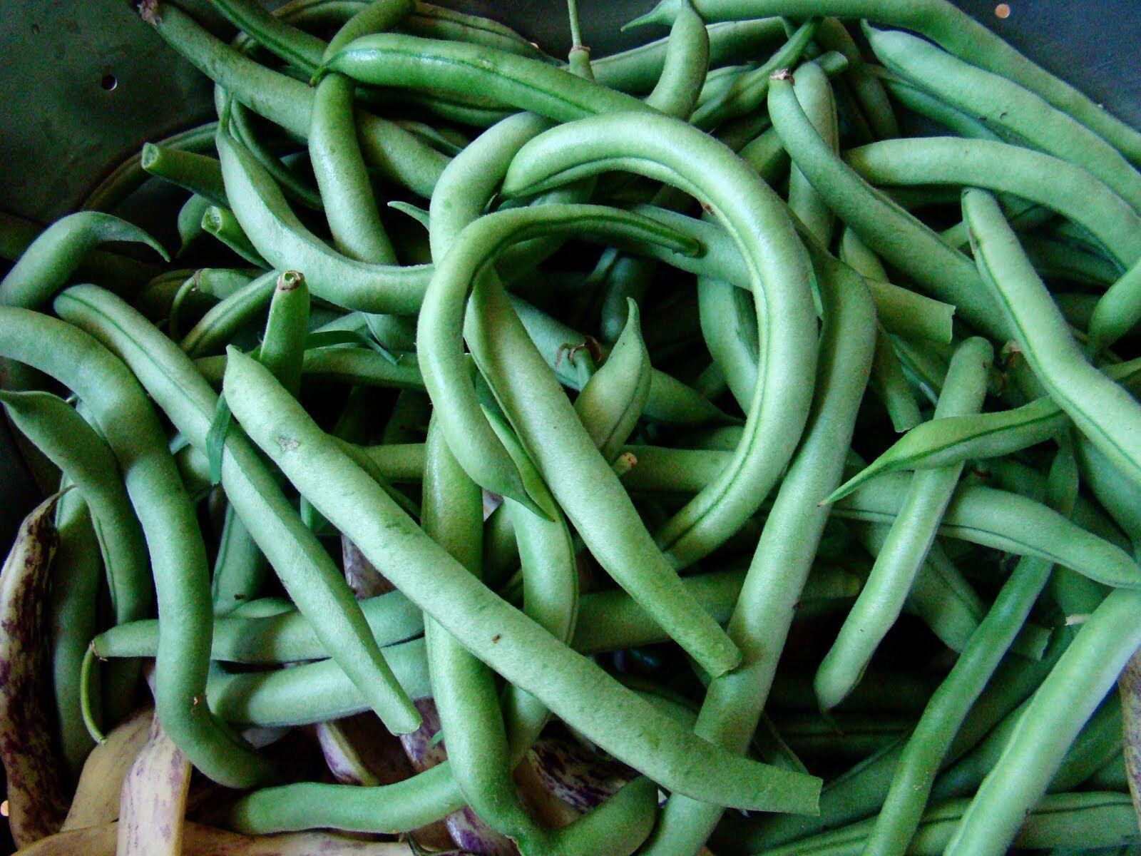 Green Bean Seeds, Blue Lake Bush 274, NON-GMO, Variety Packets Sold ...