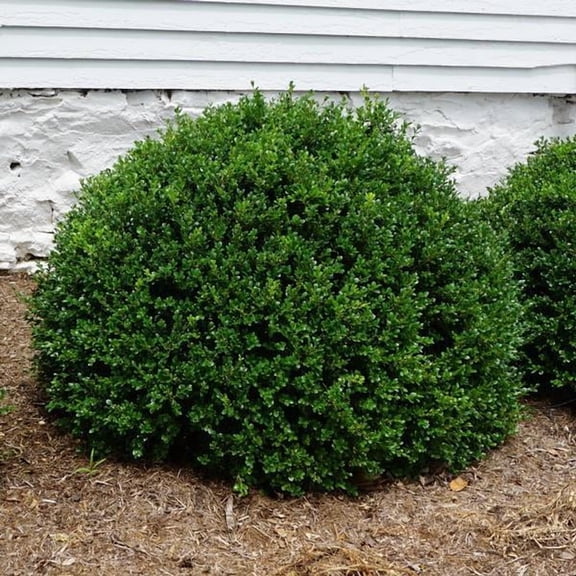 Green Beauty Littleleaf Boxwood Buxus microphylla 'Green Beauty' Cone- Evergreen Compact Shrub for Hedges & Borders, Pet Friendly, Container & Garden Use 25 Gallon