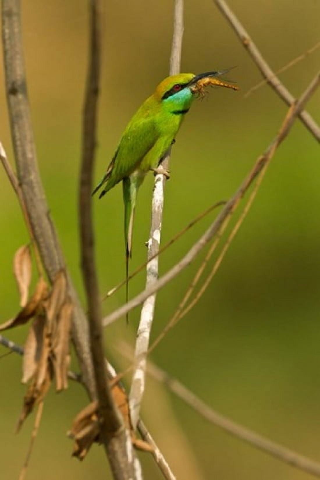 Green Bee-Eater Madhya Pradesh Kanha National Park India Canvas Art - Joe & Mary Ann McDonald DanitaDelimont (24 x 36)
