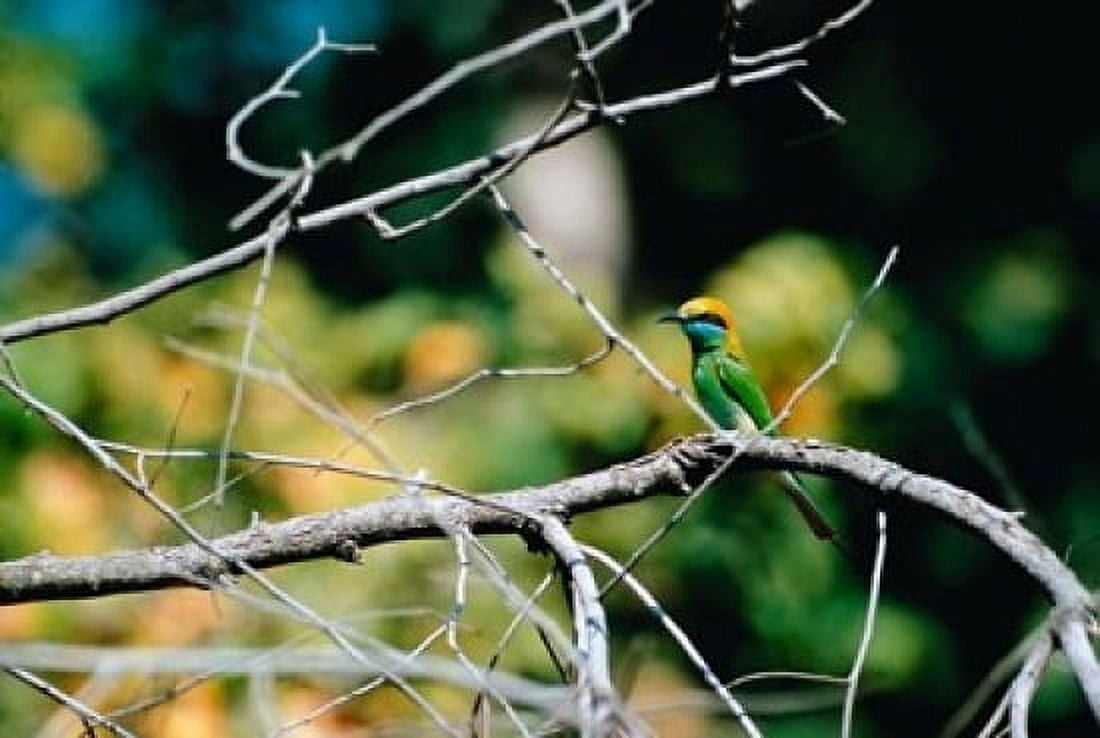 Green Bee-eater in Bandhavgarh National Park India Canvas Art - Dee Ann Pederson DanitaDelimont (25 x 37)