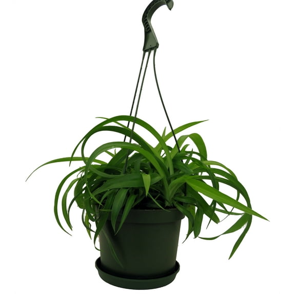 Green Bonnie Curly Spider Plant Cleans the Air - 6" Hanging Basket