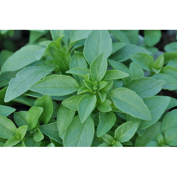 Green Bouquet Sweet Basil Herb - Strong Scent/Flavor - Compact - 3" Pot