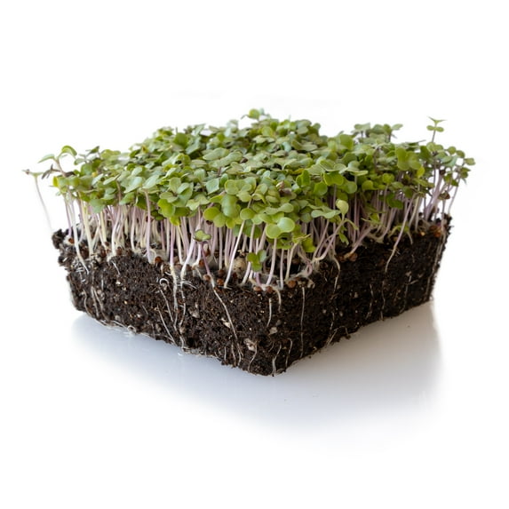 Green Cabbage Microgreens Seeds - 1 Lb ~108800 Seeds - Brassica oleracea - Certified Organic, Non-GMO, Open Pollinated - Vegetable Garden, Growing Microgreens