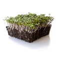 thumbnail image 1 of Green Cabbage Microgreens Seeds - 1 Oz ~6800 Seeds - Brassica oleracea - Certified Organic, Non-GMO, Open Pollinated - Vegetable Garden, Growing Microgreens, 1 of 1