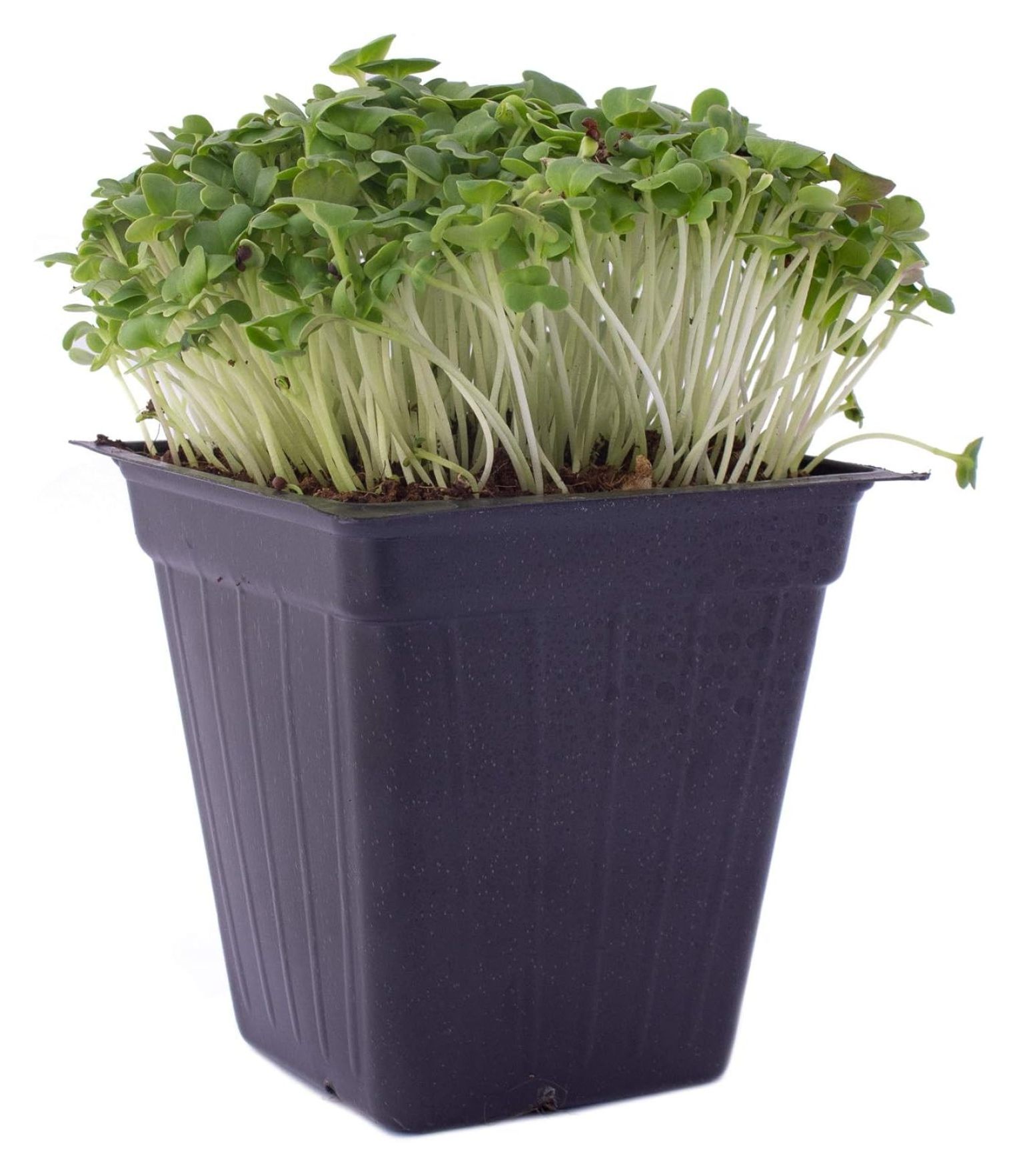 Green Cabbage Microgreens Seeds 5 Lb 544,000 Seeds High