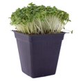 Green Cabbage Microgreens Seeds 5 Lb 544,000 Seeds High