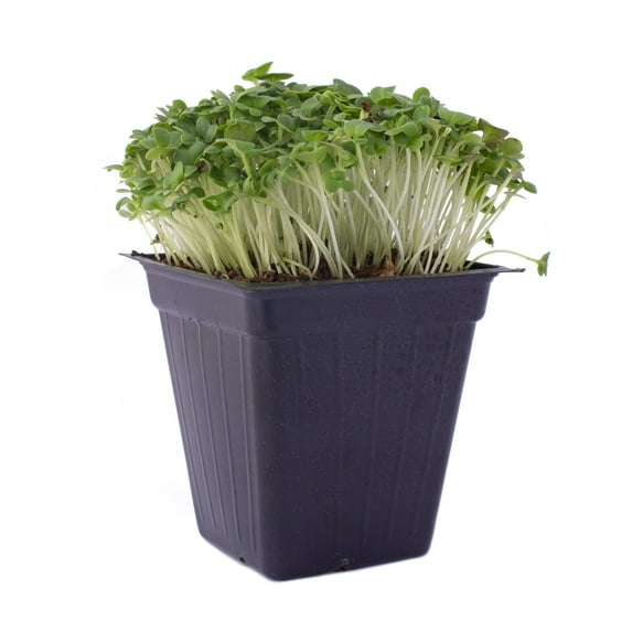 Green Cabbage Microgreens Seeds - 5 Lb ~544,000 Seeds - High Germination, Premium Non-GMO Seeds for Growing Green Cabbage Micro Greens