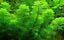 Green Cabomba Caroliniana Live Aquarium Plants BUY 2 GET 1 FREE