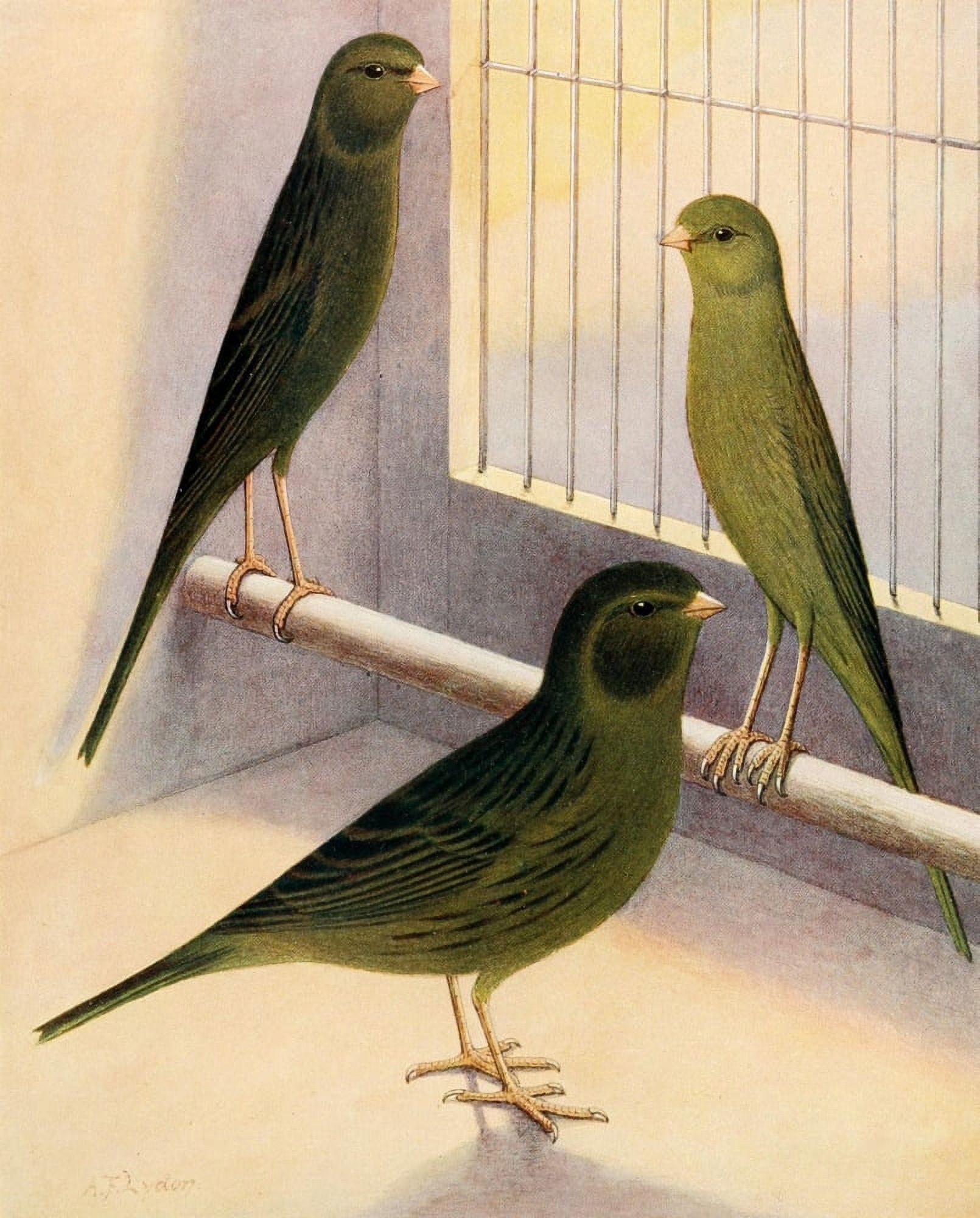 Green Canaries Canvas Art - AF Lydon (24 x 36)
