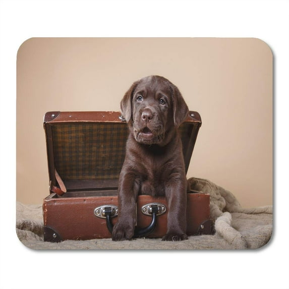 Green Chocolate Studio Portrait Puppy Brown Labrador on Colored Mousepad Mouse Pad Mouse Mat 9x10 inch