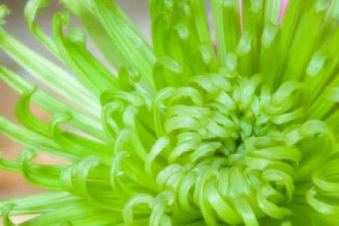 Green Chrysanthemum Canvas Art - Kathy Mahan (12 x 18)
