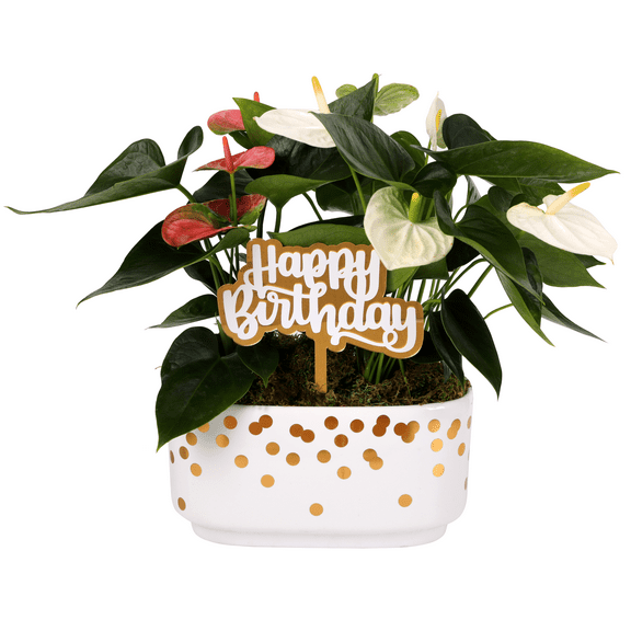 Green Circle Growers 10" Anthurium Duo in White & Gold Dot Jan Pot  Happy Birthday Gift