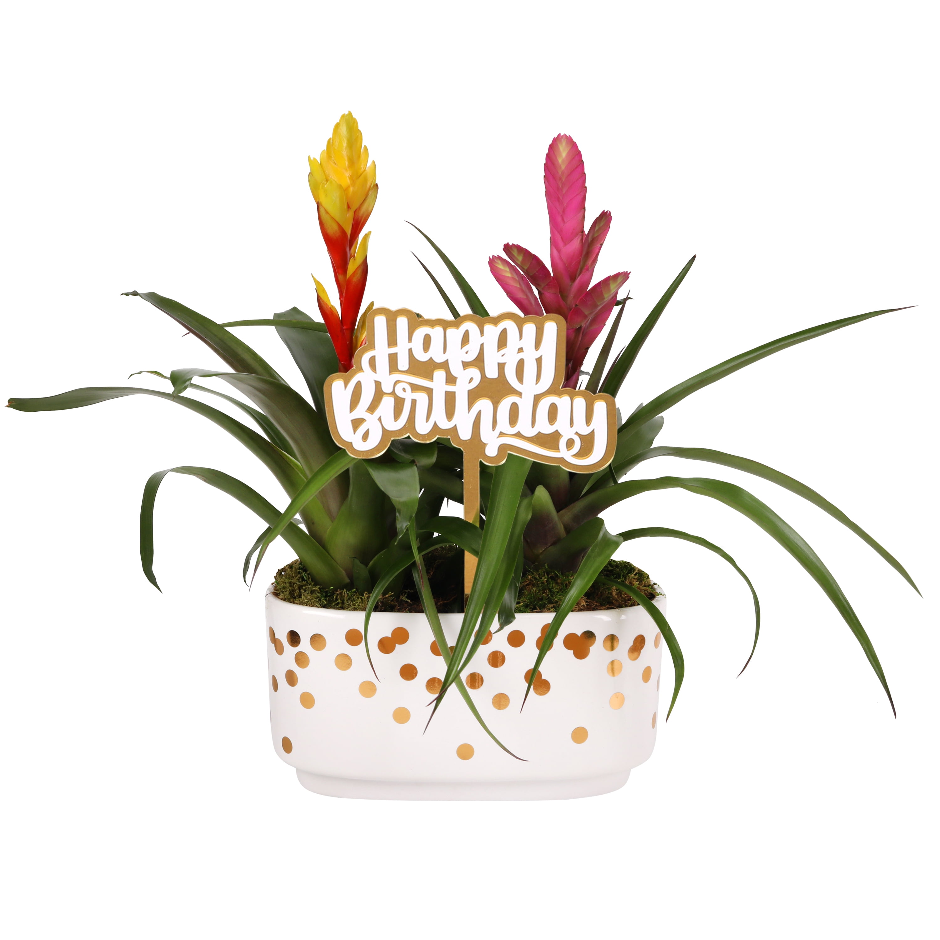 Green Circle Growers 10" Bromeliad Duo in White & Gold Dot Jan Pot – Happy Birthday Gift