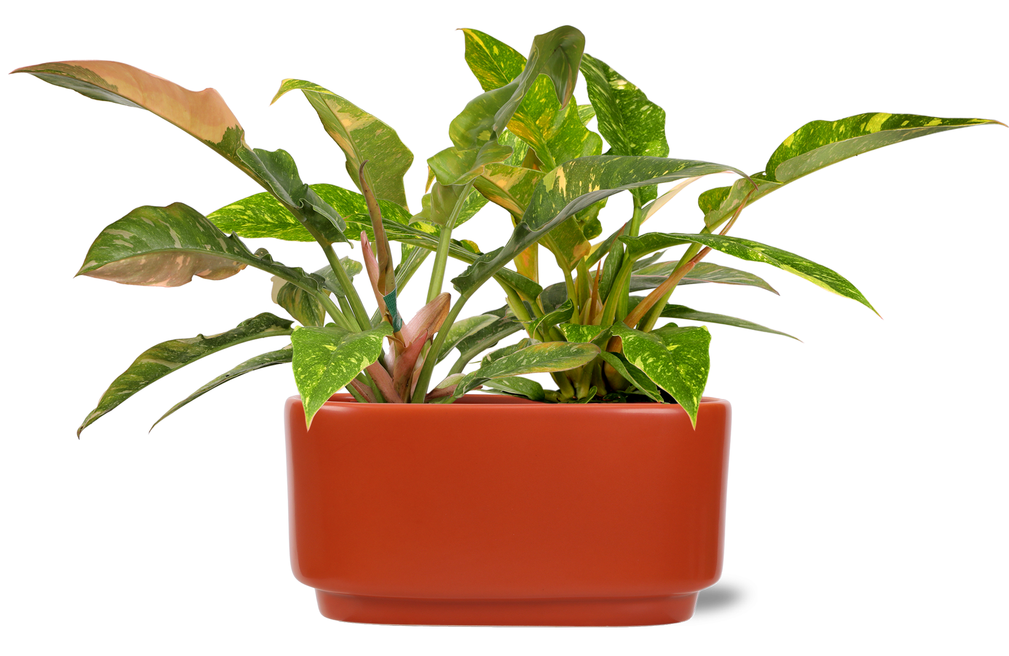 Green Circle Growers 10" Fancy Philo Ring of Fire, Live Indoor Tropical Houseplant