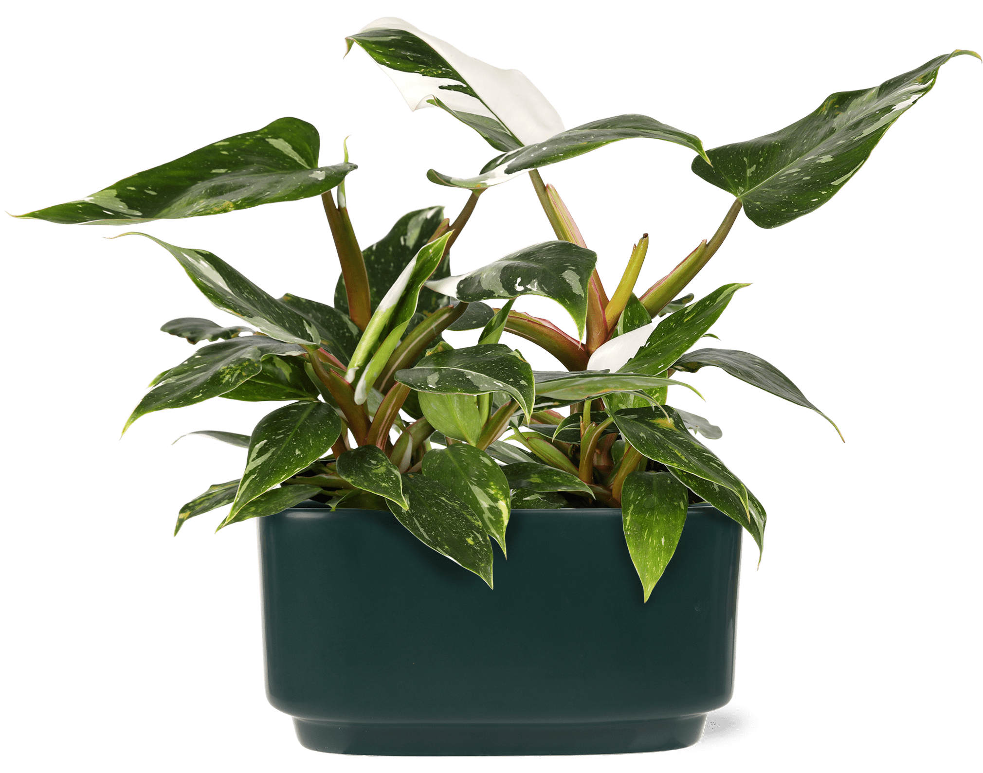 Green Circle Growers 10" Fancy Philo White Princess Duo, Live Indoor Tropical Houseplant