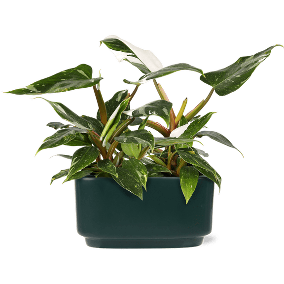 Green Circle Growers 10" Fancy Philo White Princess Duo, Live Indoor Tropical Houseplant