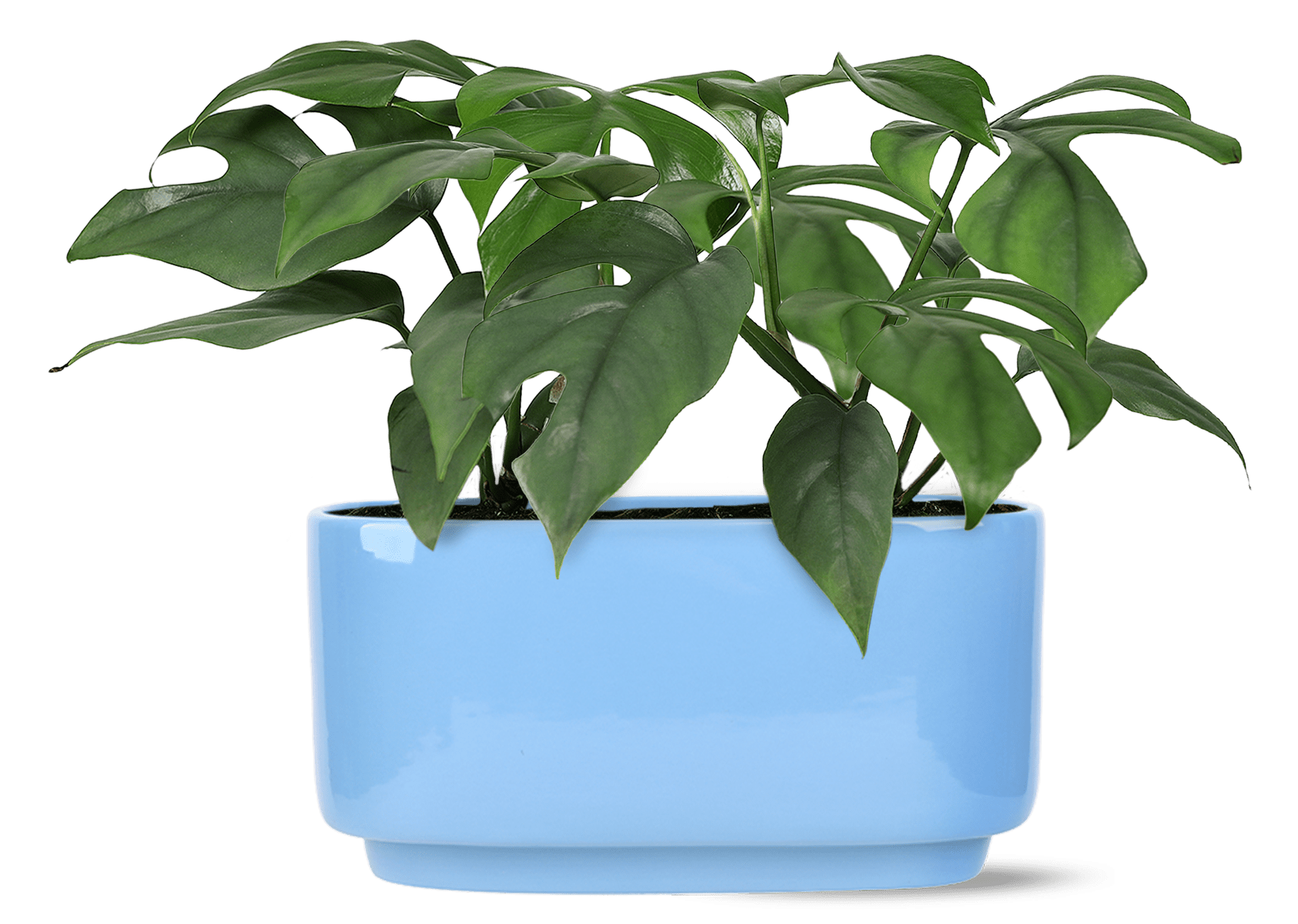Green Circle Growers 10" Monstera in Jan Blue Decorative Pot, Live Indoor Tropical Houseplant