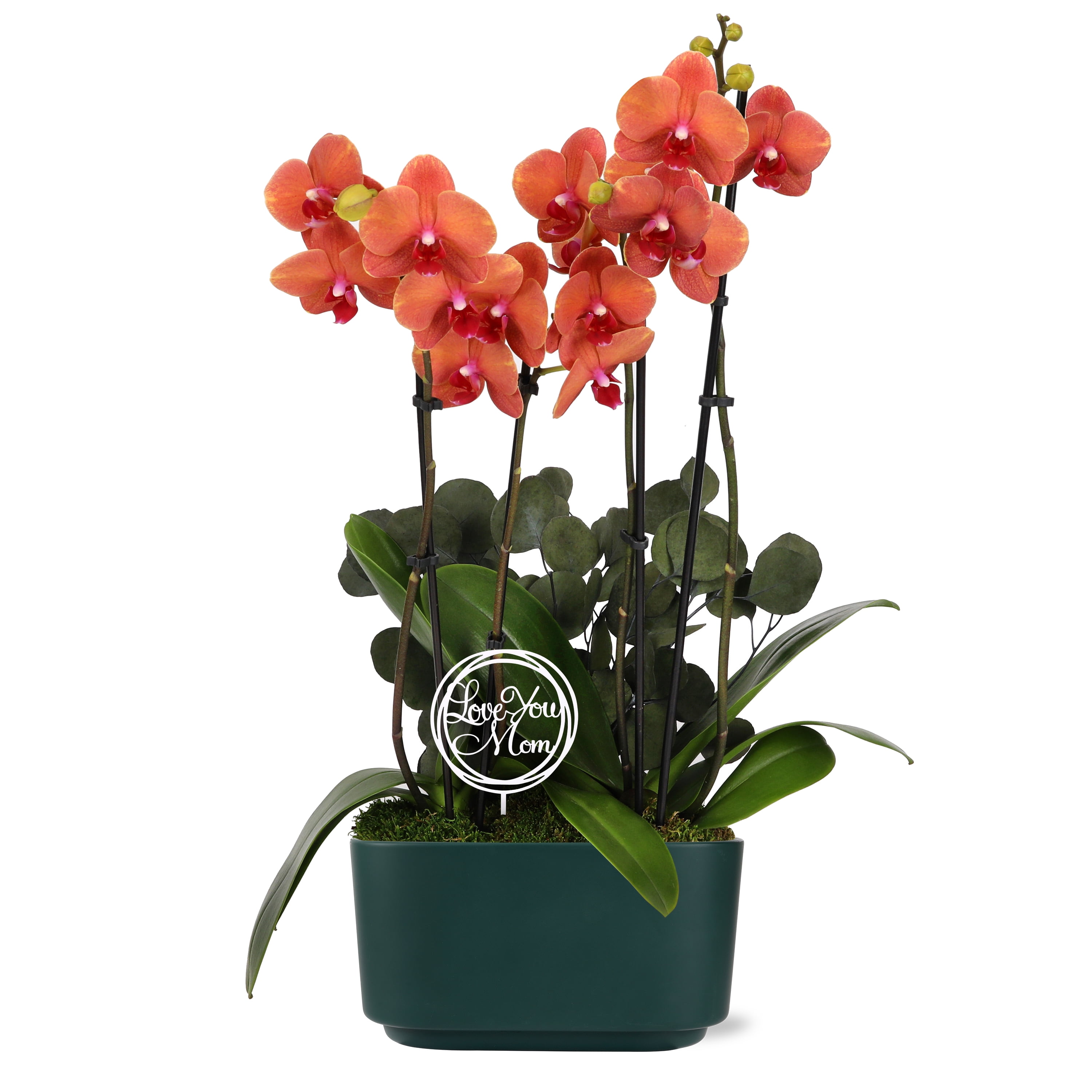 Green Circle Growers 10" Orange Orchid Duo Live Plants in Green Planter – Mother’s Day Gift Indoor Orchid