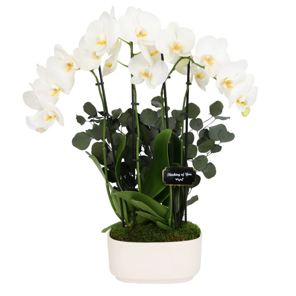 Green Circle Growers 10" Orchid in White Jan Pot Thinking of You Gift with Eucalyptus