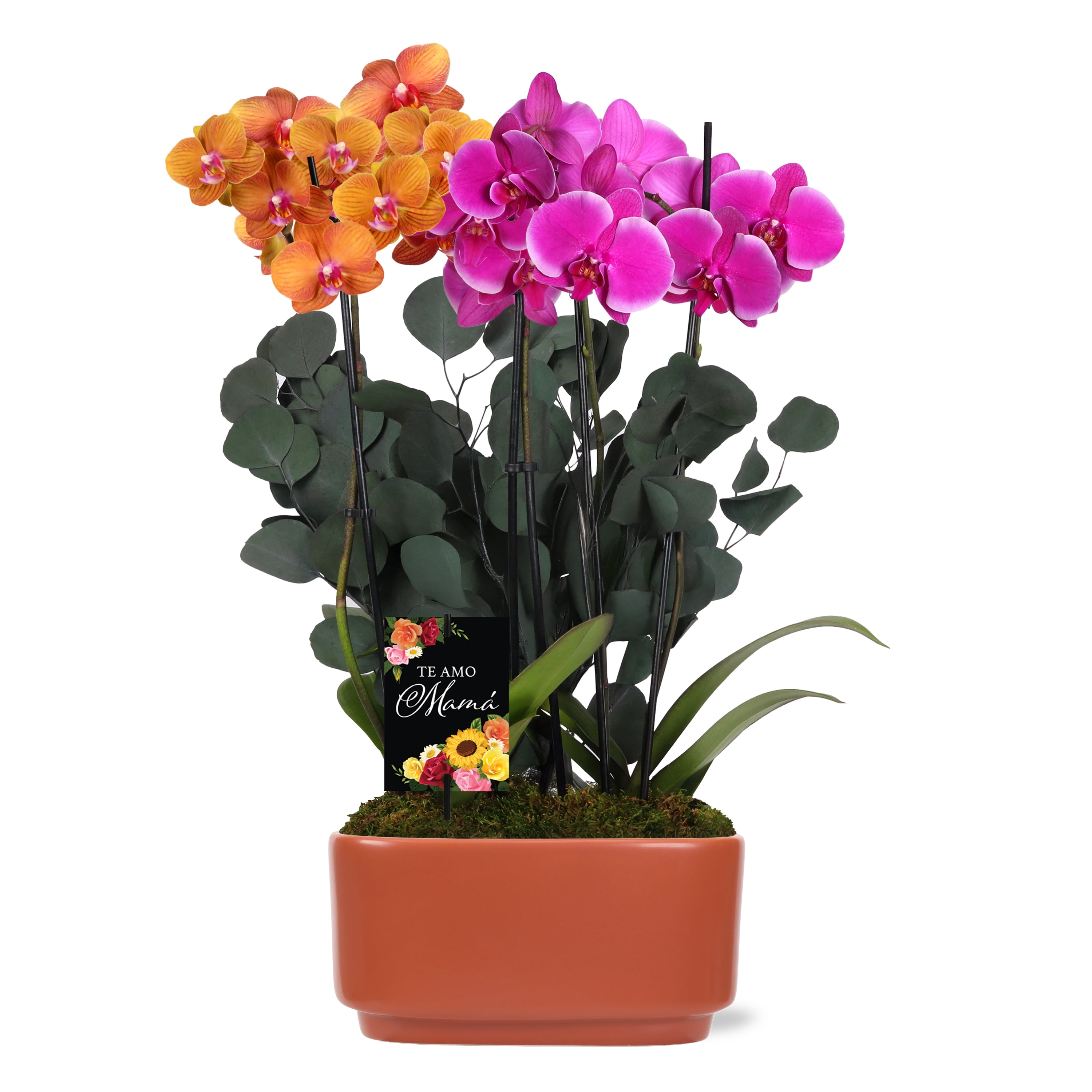Green Circle Growers 10" Salmon and Pink Orchid Duo Live Plants in Orange Planter – Mother’s Day Gift