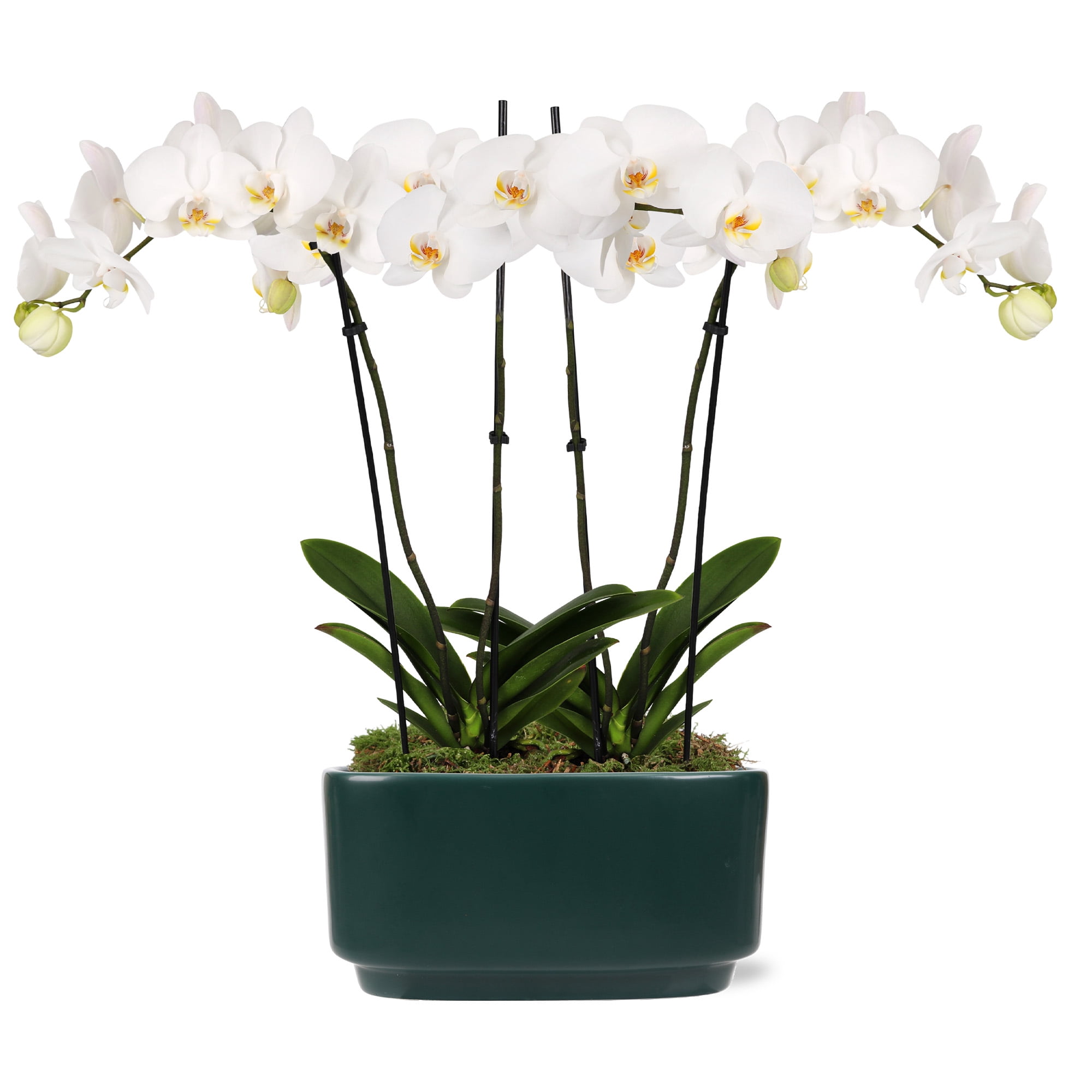 Green Circle Growers 10" White Orchid Duo Live Plants in Green Decorative Planter – Mother’s Day Gift Orchid
