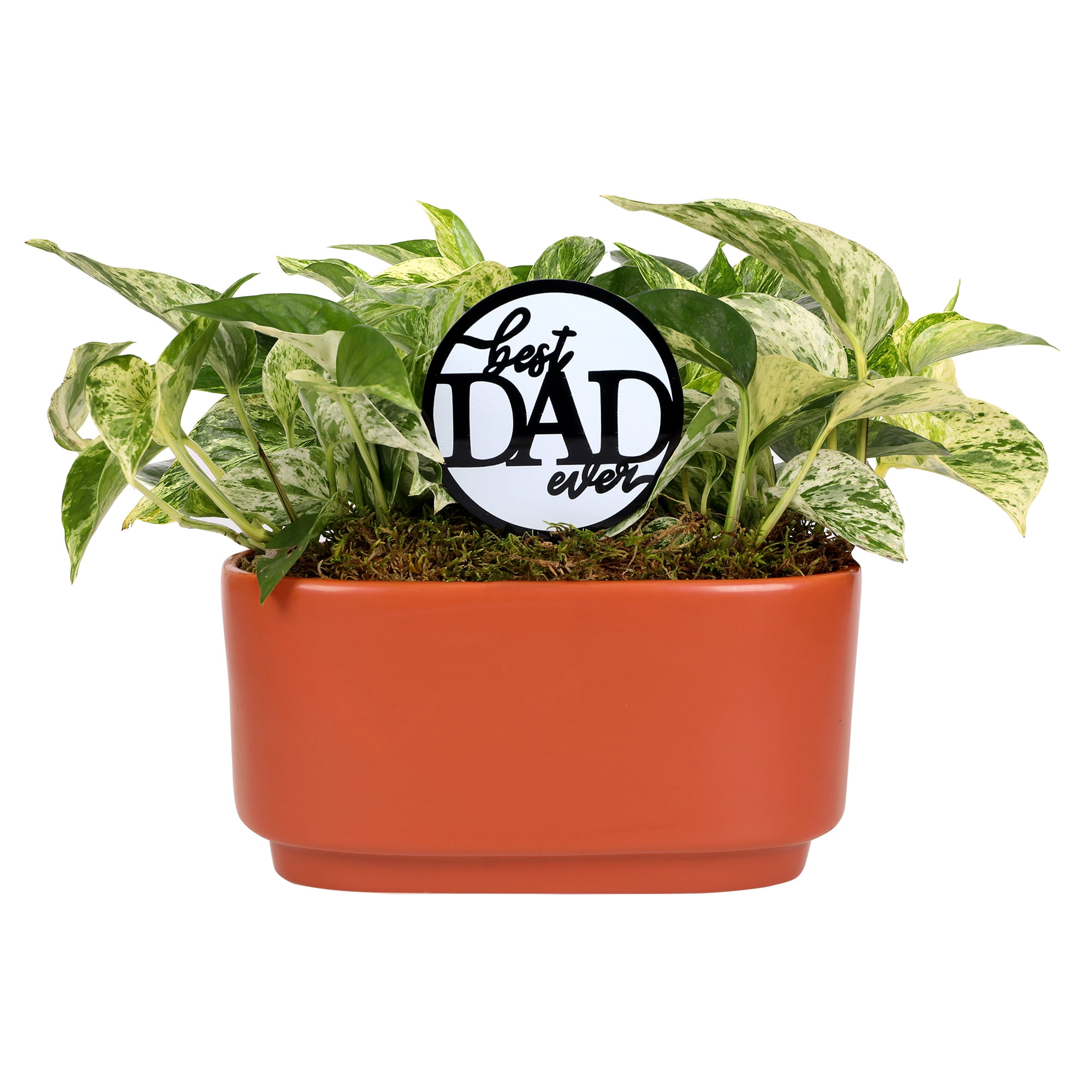 Green Circle Growers 10in Pothos Duo in Ceramic Pot – Live Indoor Plant - Best Dad Ever Pick