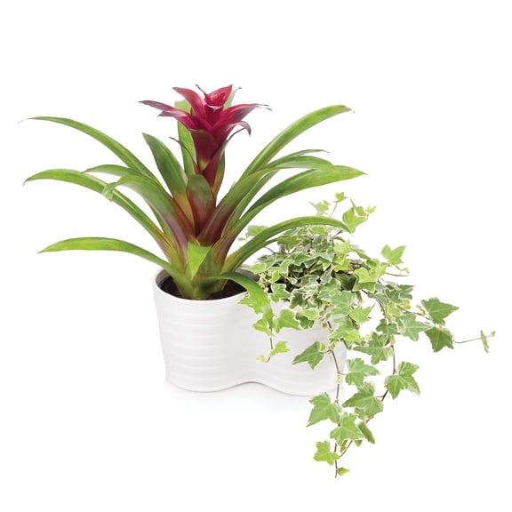 Green Circle Growers 17" Red Bromeliad Live Plant Pot