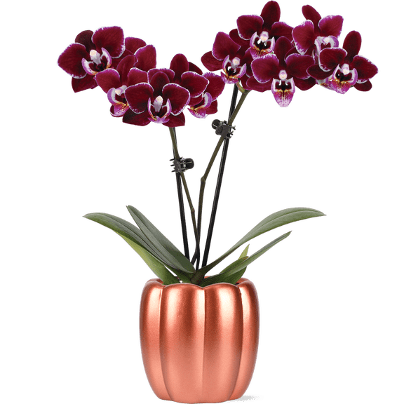 Green Circle Growers 2.5" Mini Dark Purple Orchid in Metallic Rose Corrine Pot