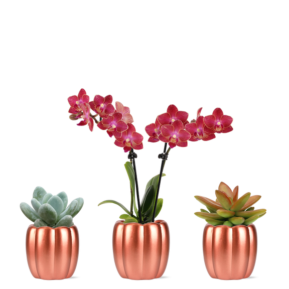 Green Circle Growers 2.5" Mini Red Orchid & 2 Succulent Trio in Metallic Rose Corrine Pots