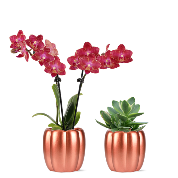 Green Circle Growers 2.5" Mini Red Orchid & Succulent Duo in Metallic Rose Corrine Pots