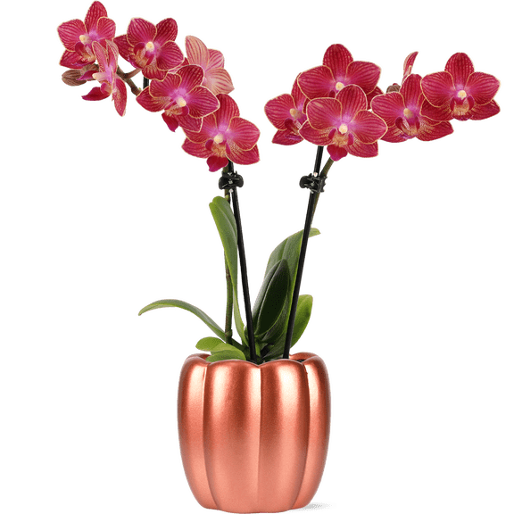 Green Circle Growers 2.5" Mini Red Orchid in Metallic Rose Corrine Pot