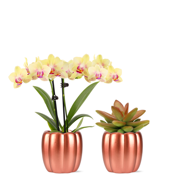 Green Circle Growers 2.5" Mini Yellow Orchid & Succulent Duo in Metallic Rose Corrine Pots