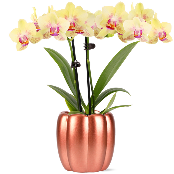 Green Circle Growers 2.5" Mini Yellow Orchid in Metallic Rose Corrine Pot