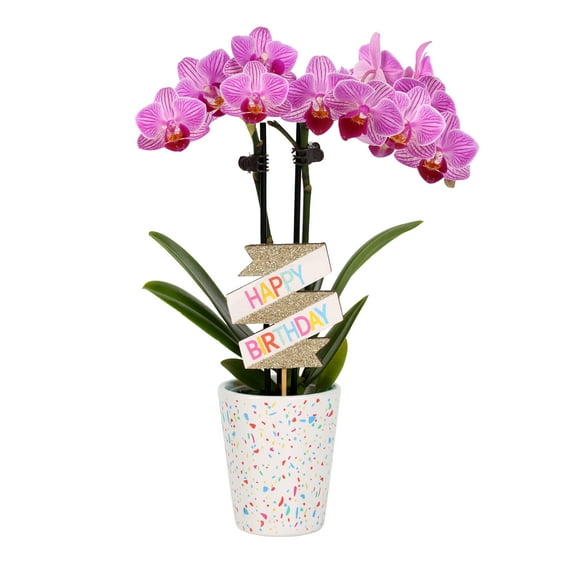 Green Circle Growers 2.5" Orchid in Pink Terrazzo Pot  Happy Birthday Gift
