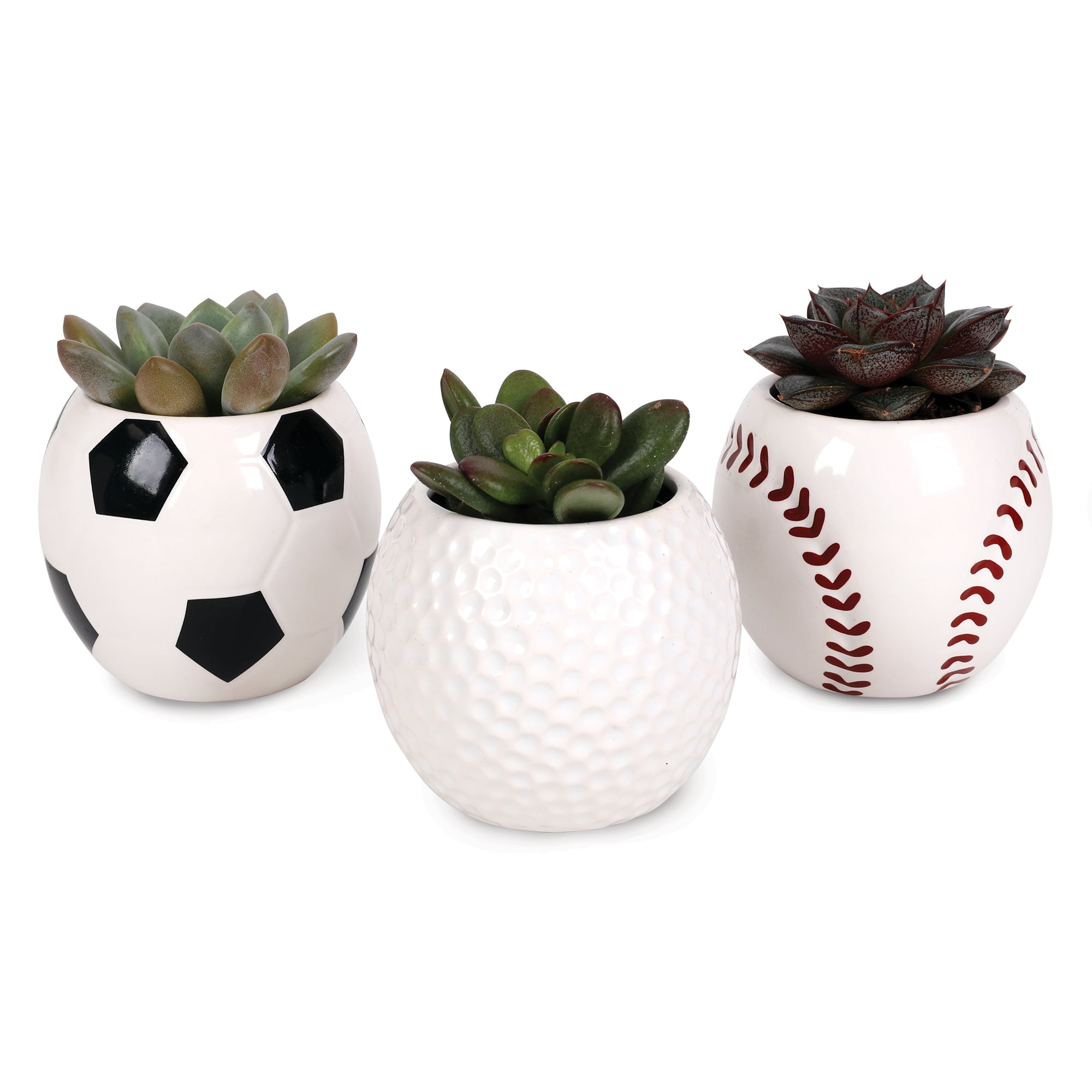 Green Circle Growers 2.5in Echeveria Succulent 3-Pack in Ceramic Pots