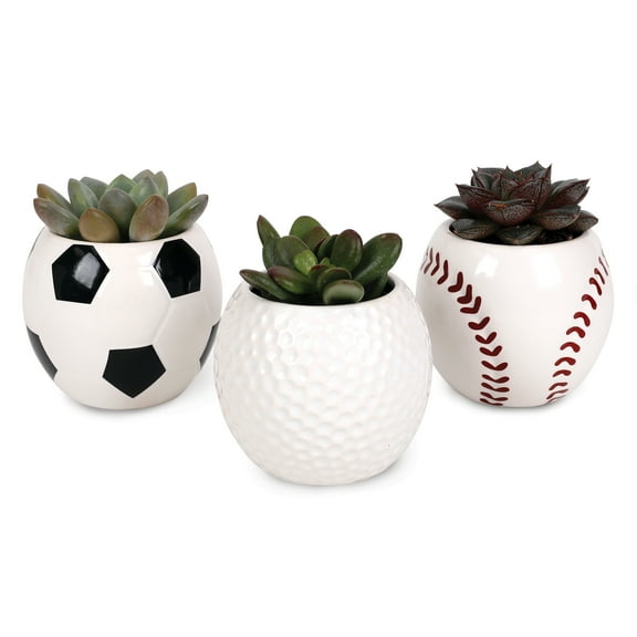 Green Circle Growers 2.5in Echeveria Succulent 3-Pack in Ceramic Pots