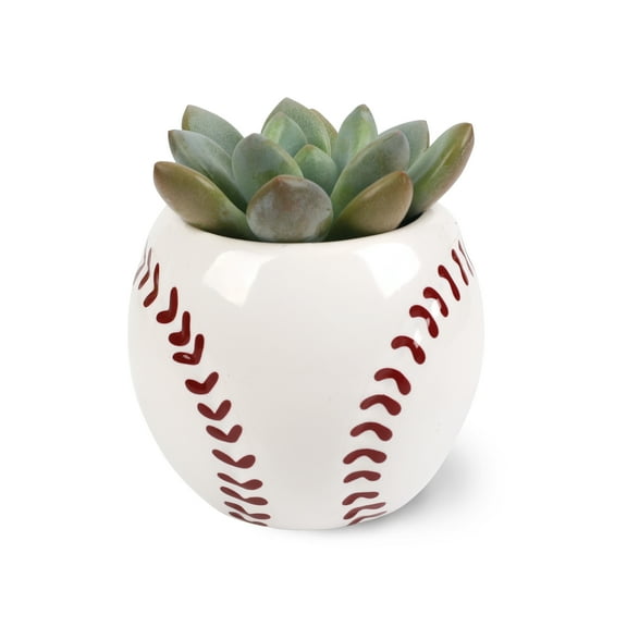 Green Circle Growers 2.5in Echeveria Succulent in Ceramic Pot